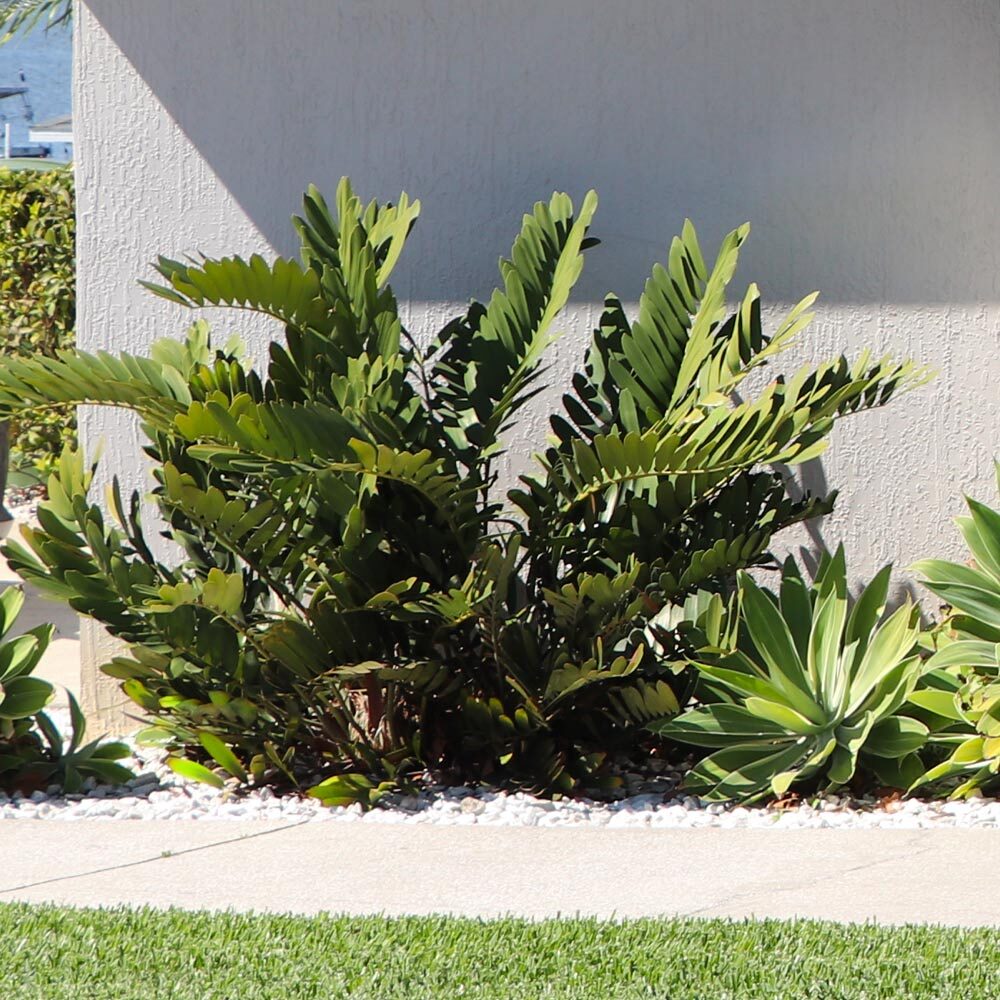 cardboard palm rootbound root ball