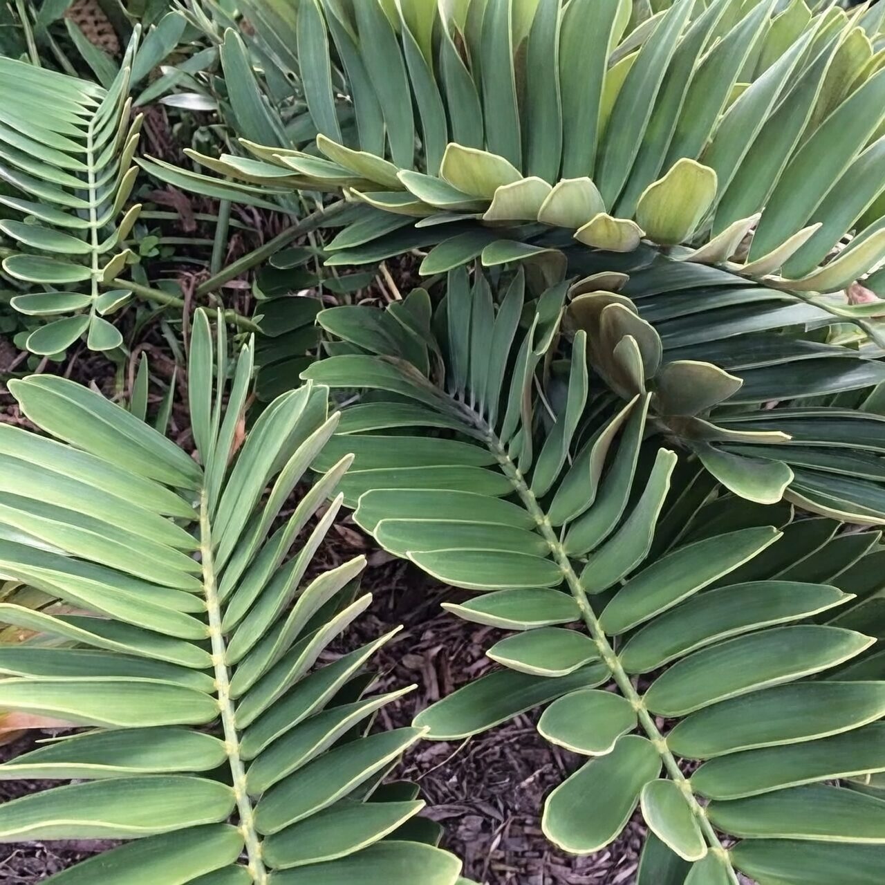 cardboard palm leaf close-up