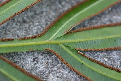 pteris cretica spider mites underside