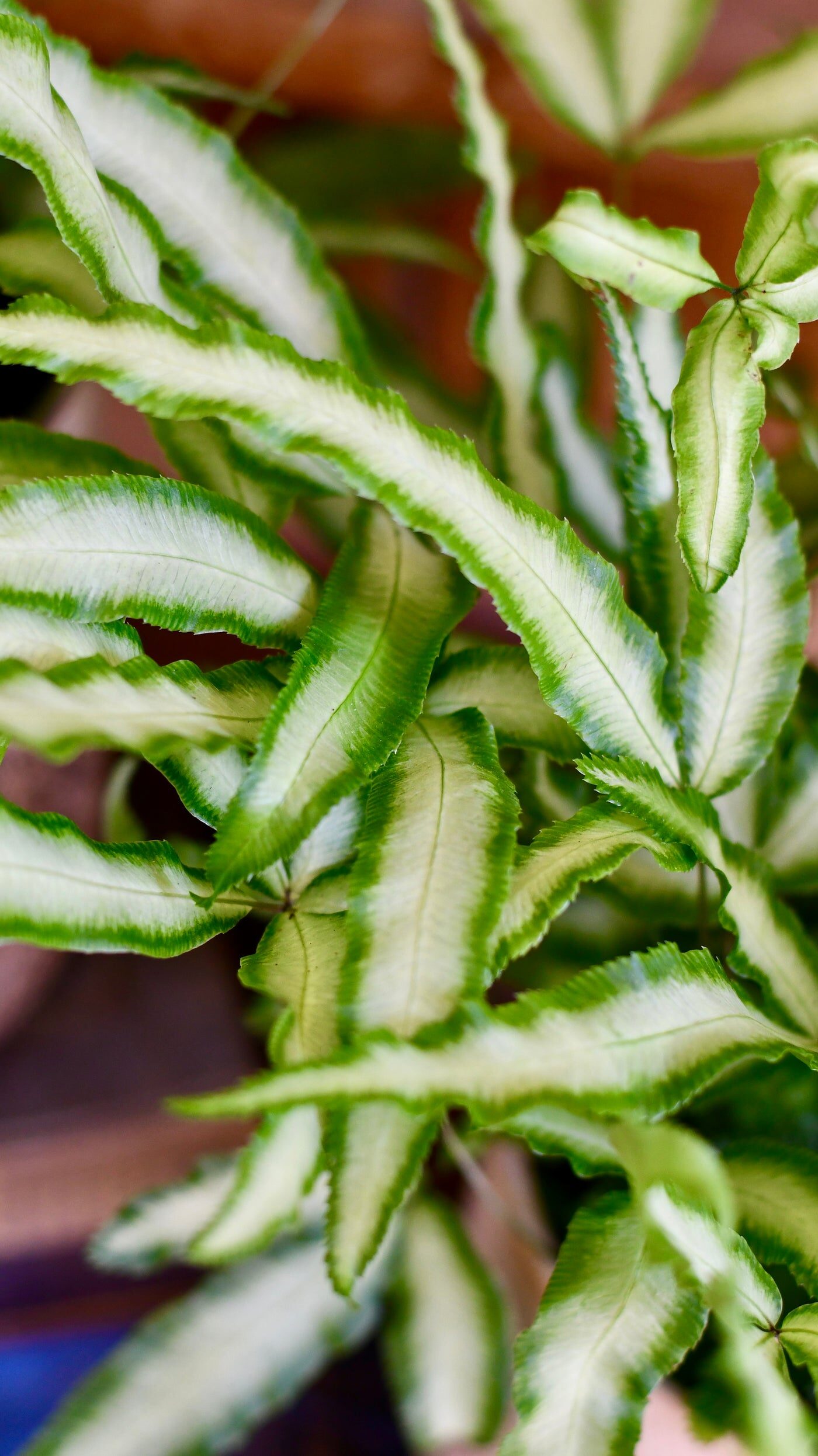 pteris cretica silver midrib close up