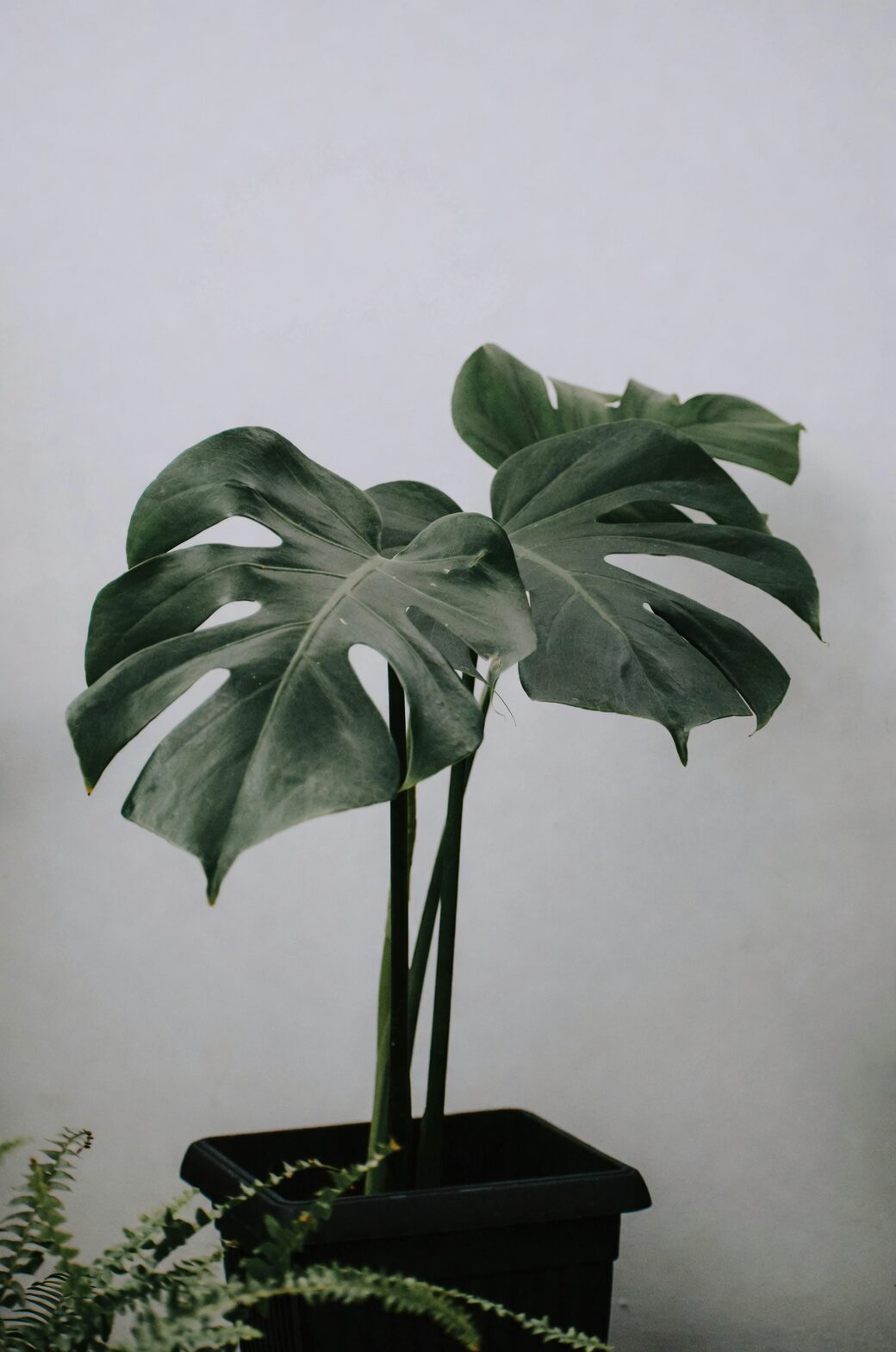 pteris fern with monstera living room