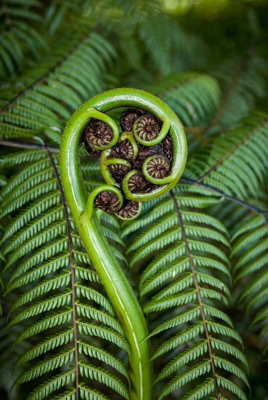 pteris fern sori underside close up