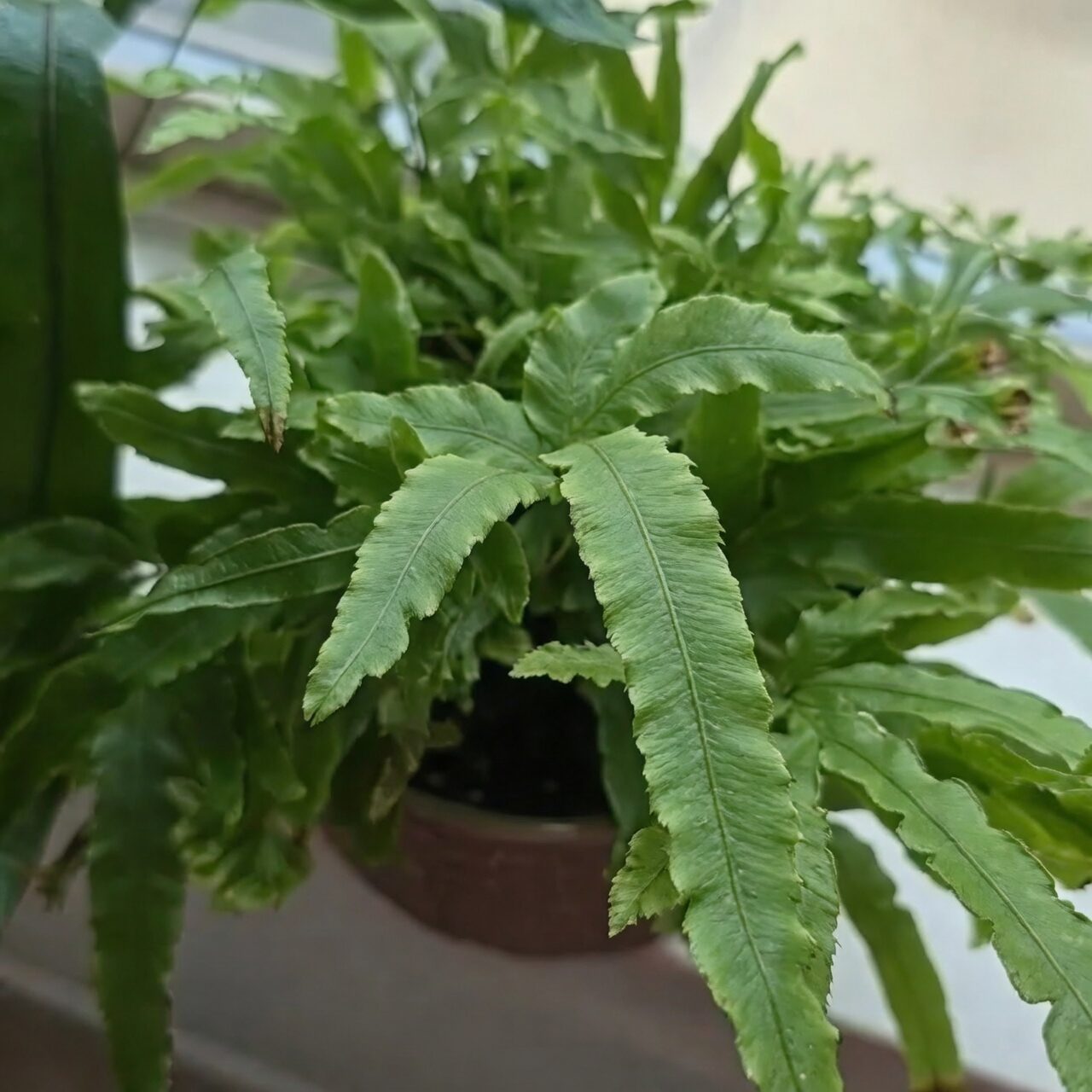 pteris cretica misting leaves