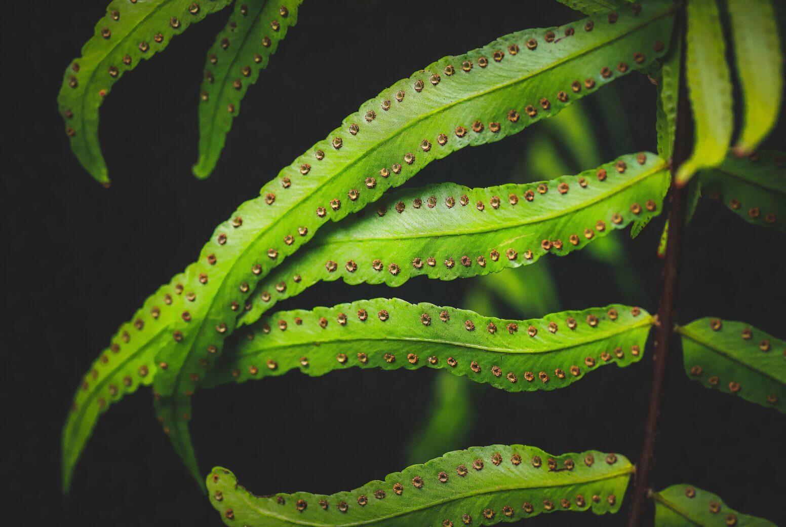pteris cretica leaf underside spores