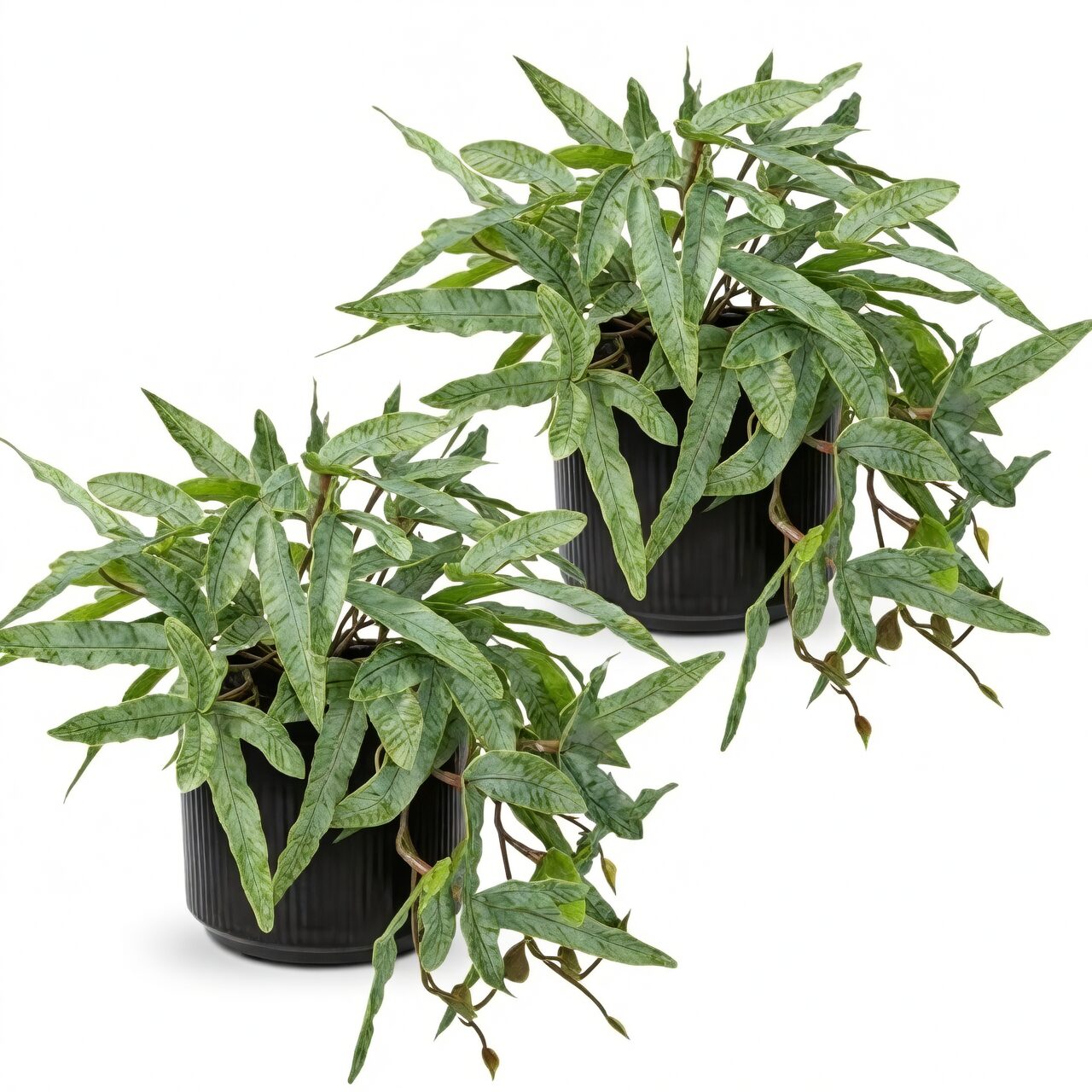 pteris cretica indoor plant stands