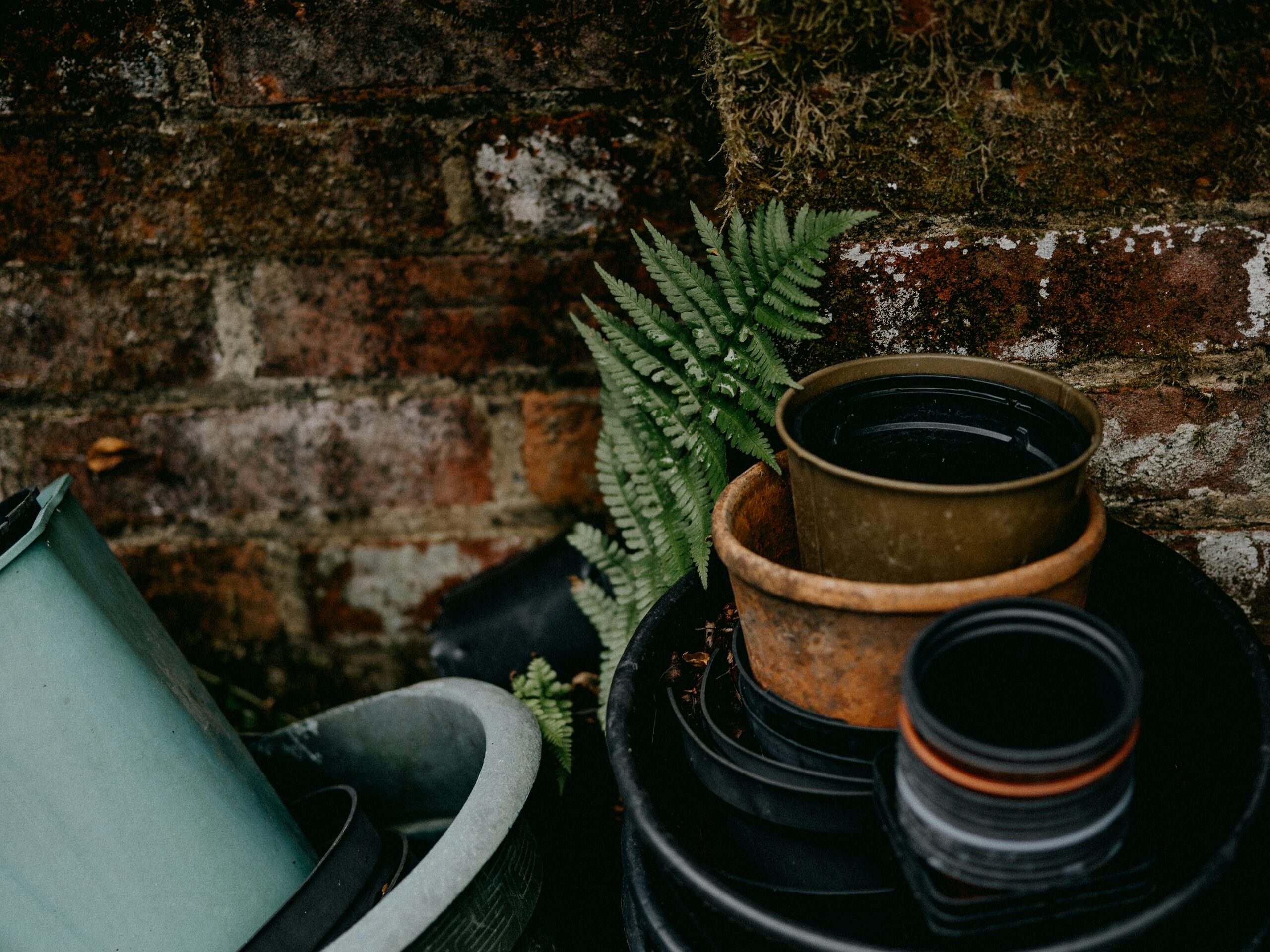 pteris cretica terracotta pot pebble tray