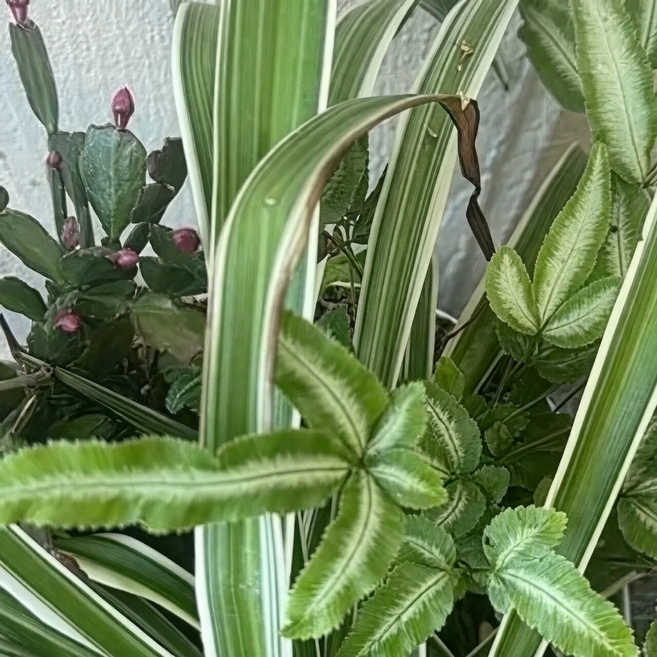 pteris cretica humidifier and fan