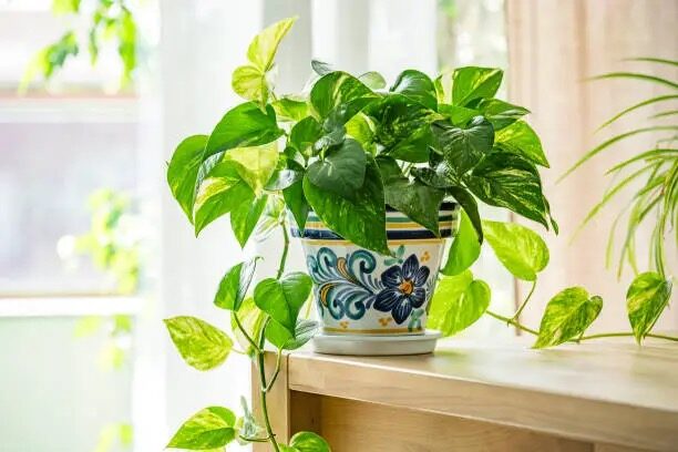 分株还是孢子？凤尾蕨繁殖全攻略：从换盆拆丛到进阶无菌育苗