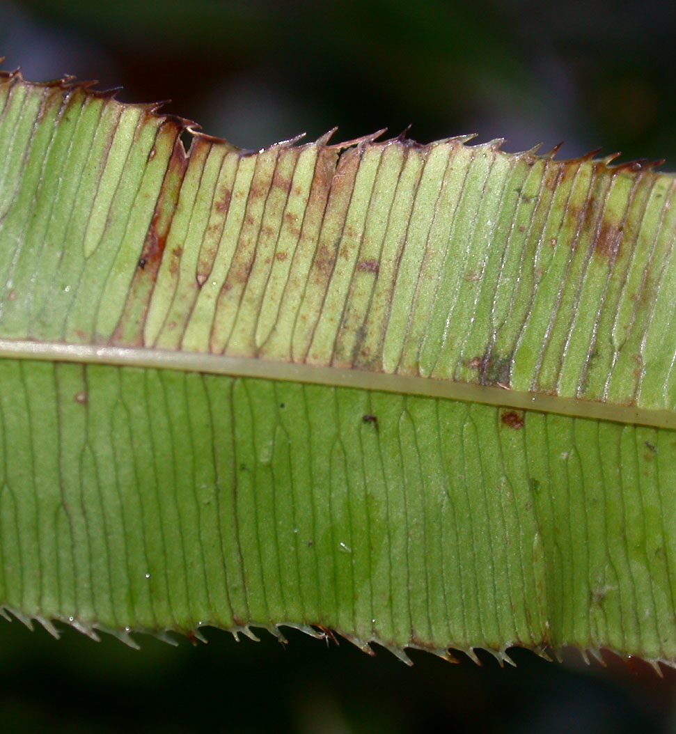 pteris cretica sori underside close-up