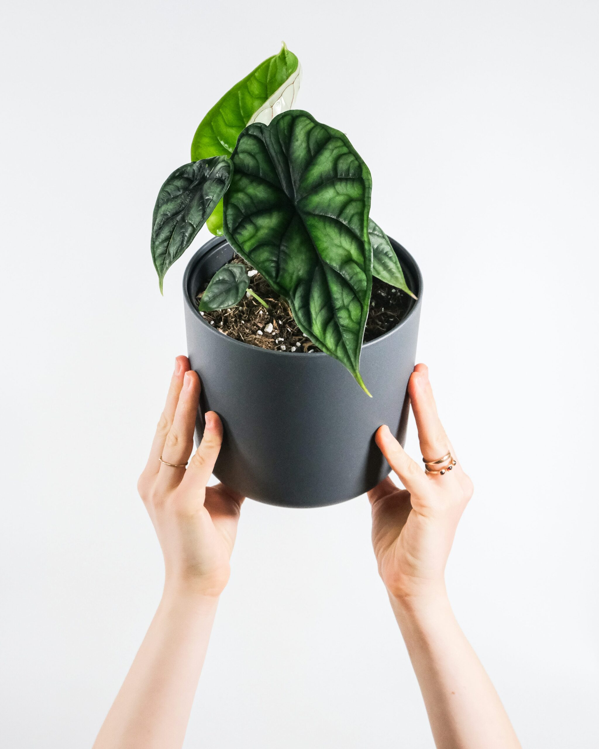 pteris cretica root division hands