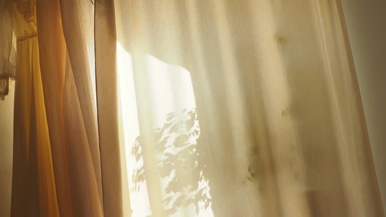 pteris cretica sheer curtain shade