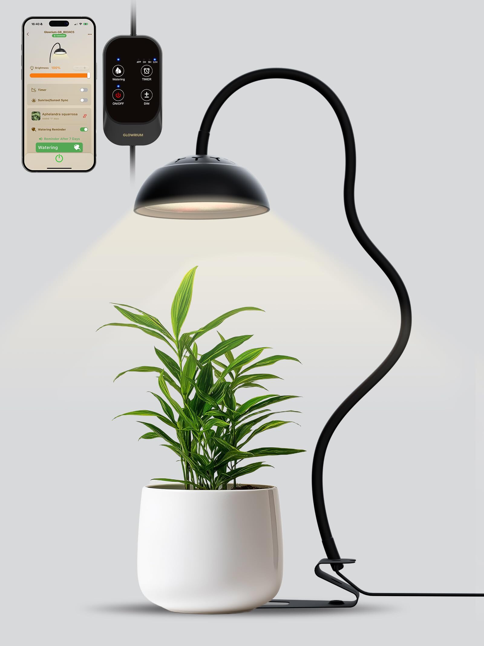 Pteris cretica under desk lamp