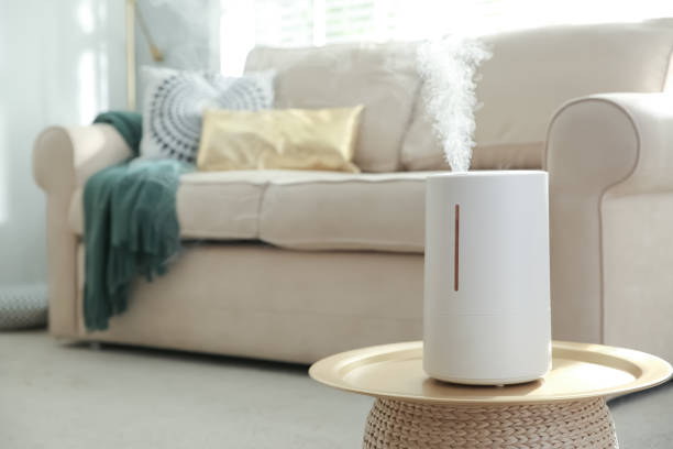Pteris cretica pebble tray humidifier