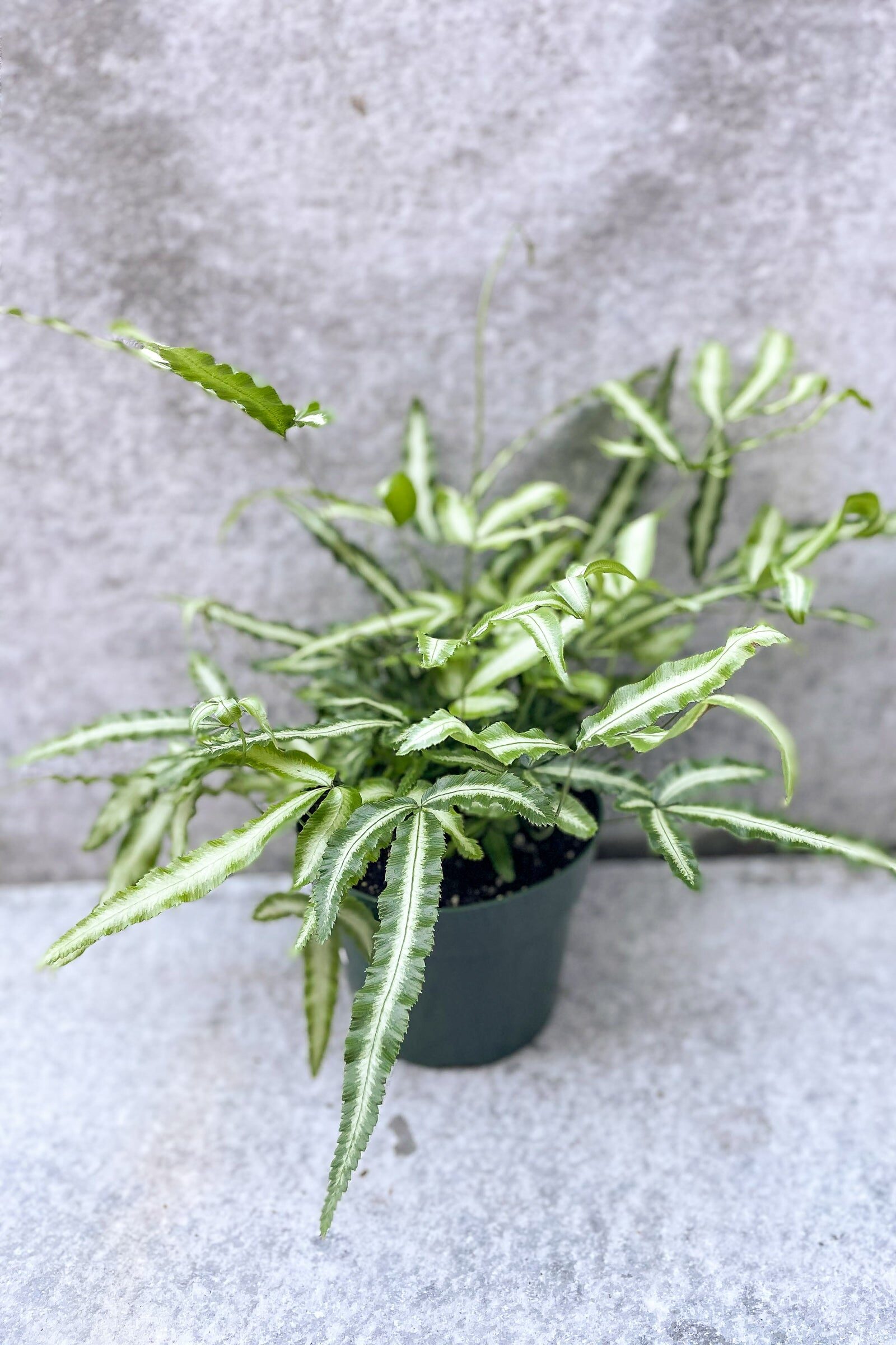 Pteris cretica watering along rim
