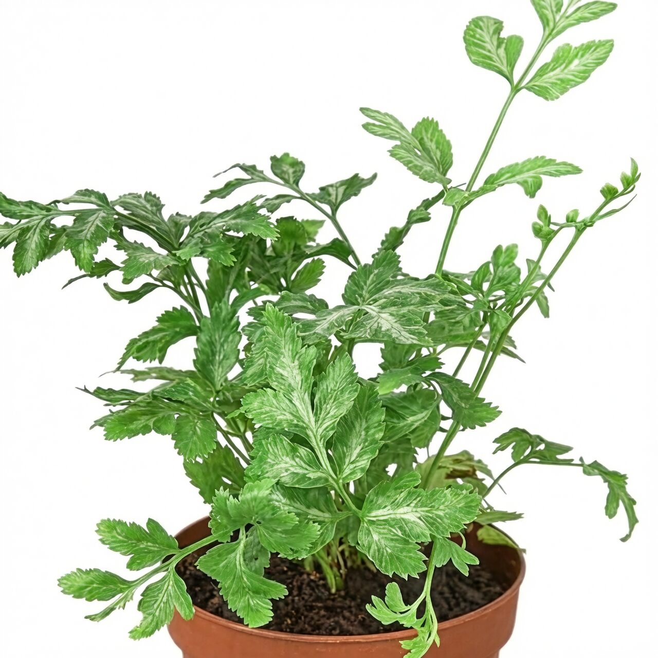 Pteris cretica desk styling