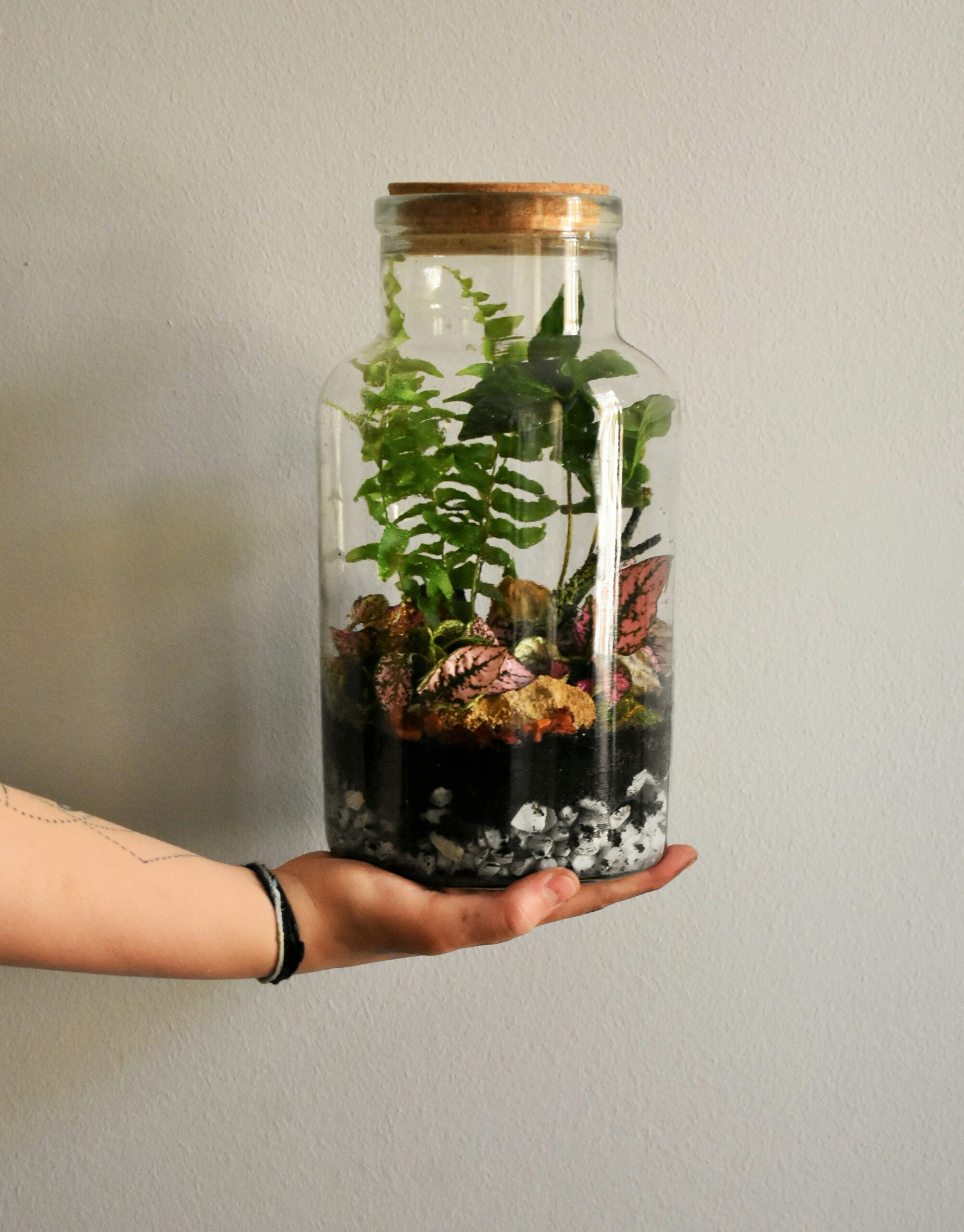 pteris cretica planting in terrarium