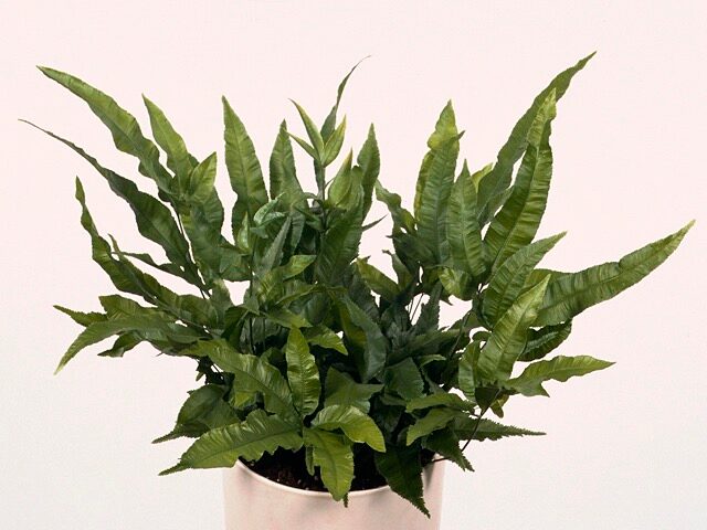 pteris cretica watering long spout