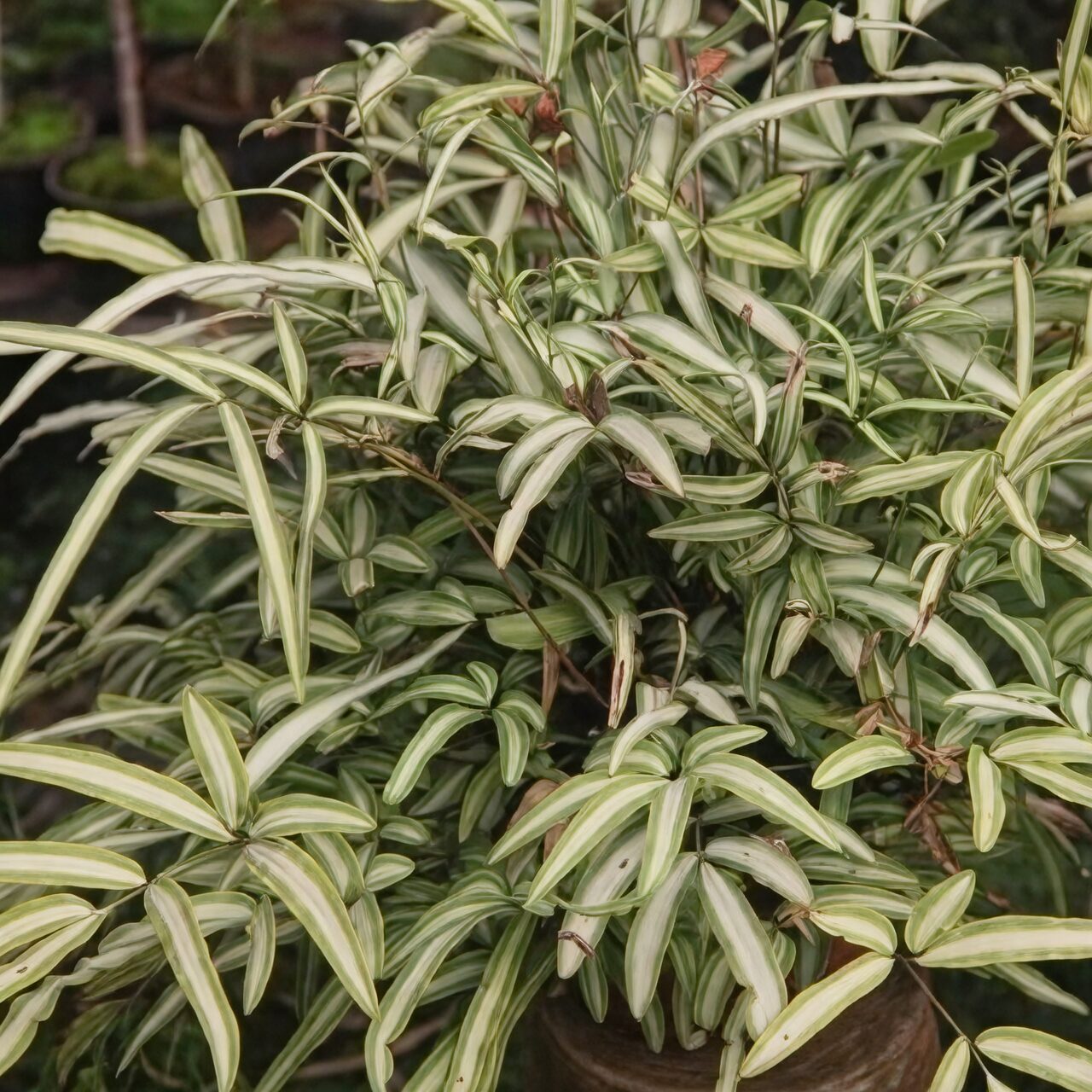 pteris cretica potting mix perlite