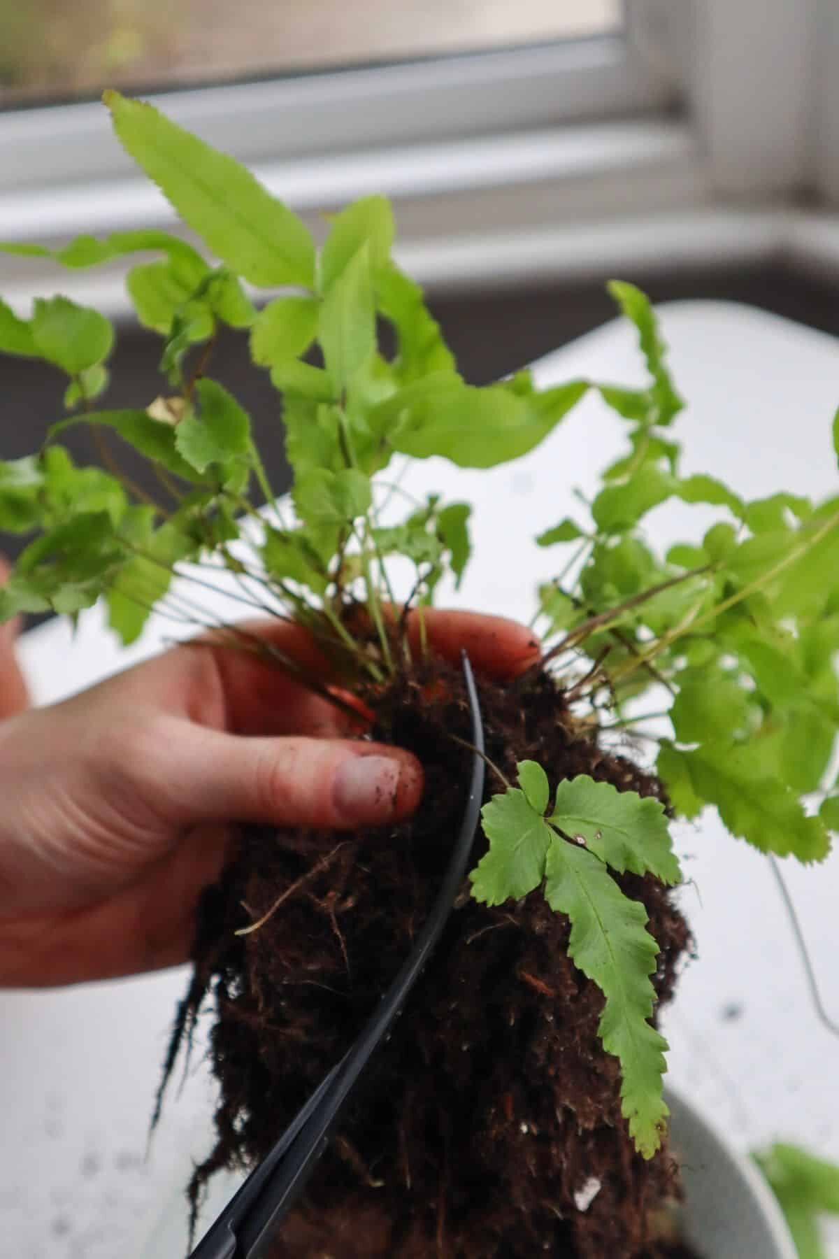 pteris cretica rootbound roots