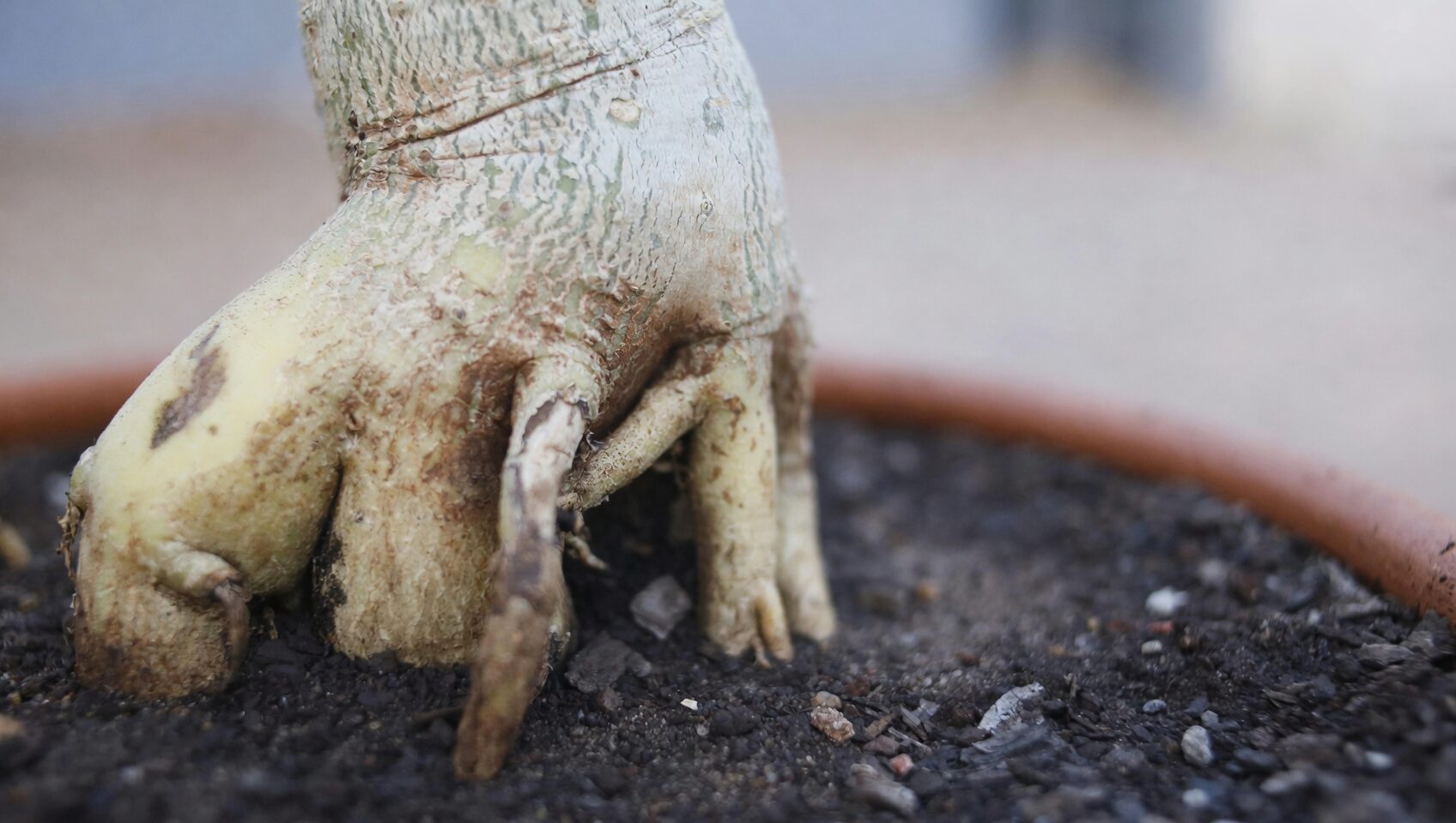 pteris cretica root pruning