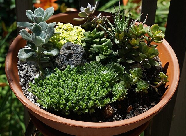 bear's paw succulent repotting gritty soil