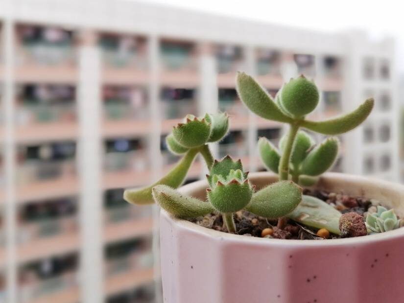 bear's paw succulent south window winter
