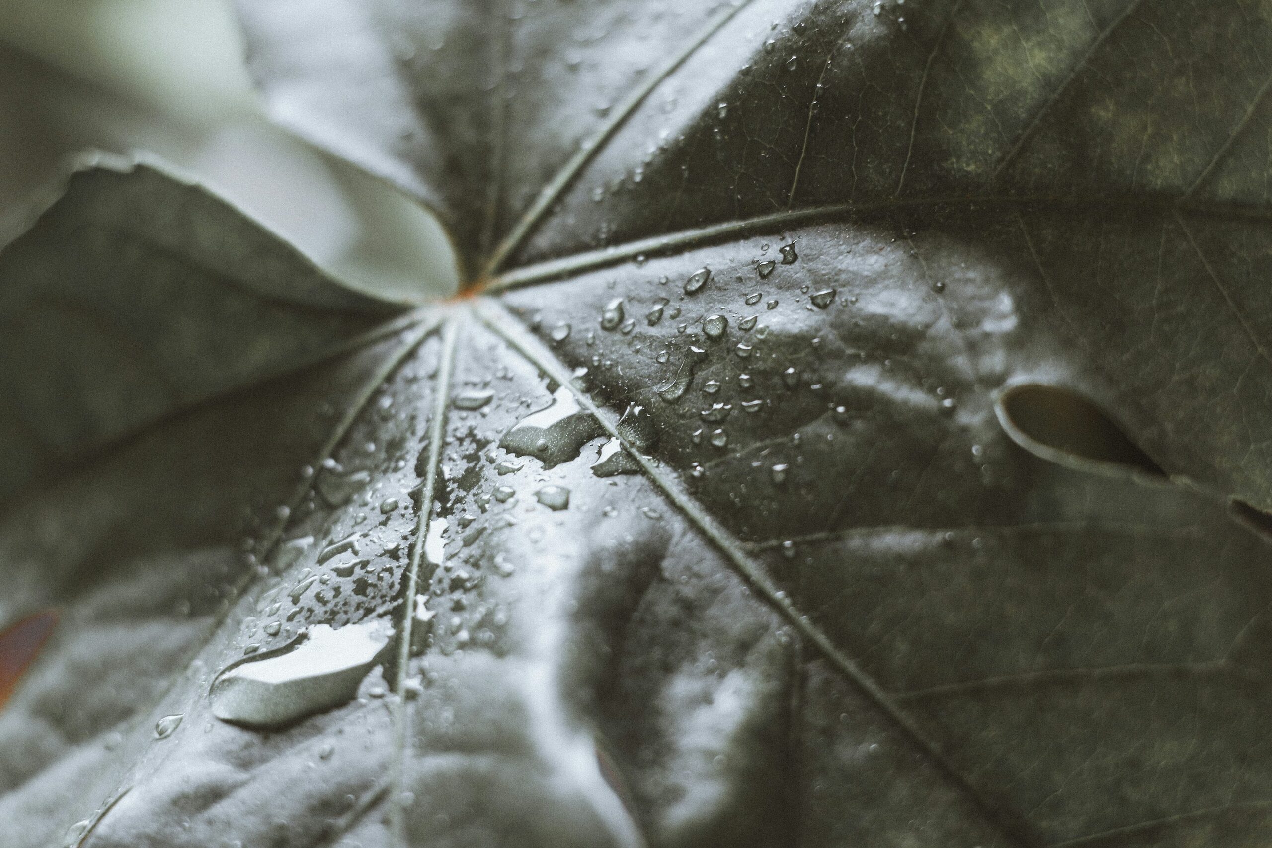 bear paw succulent leaf water droplets