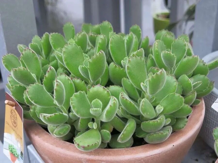 bear paw succulent side watering
