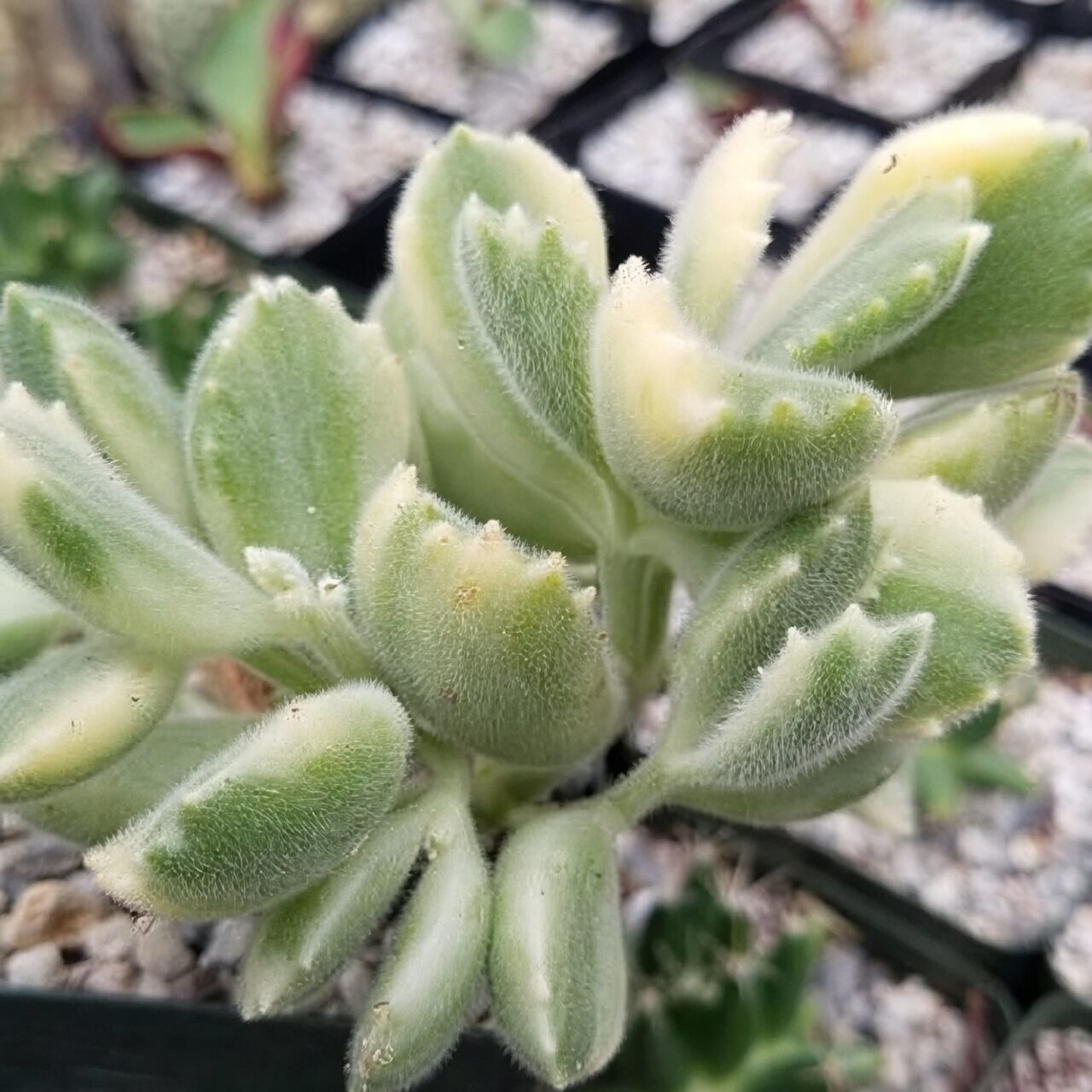 bear's paw succulent leaf spot close-up