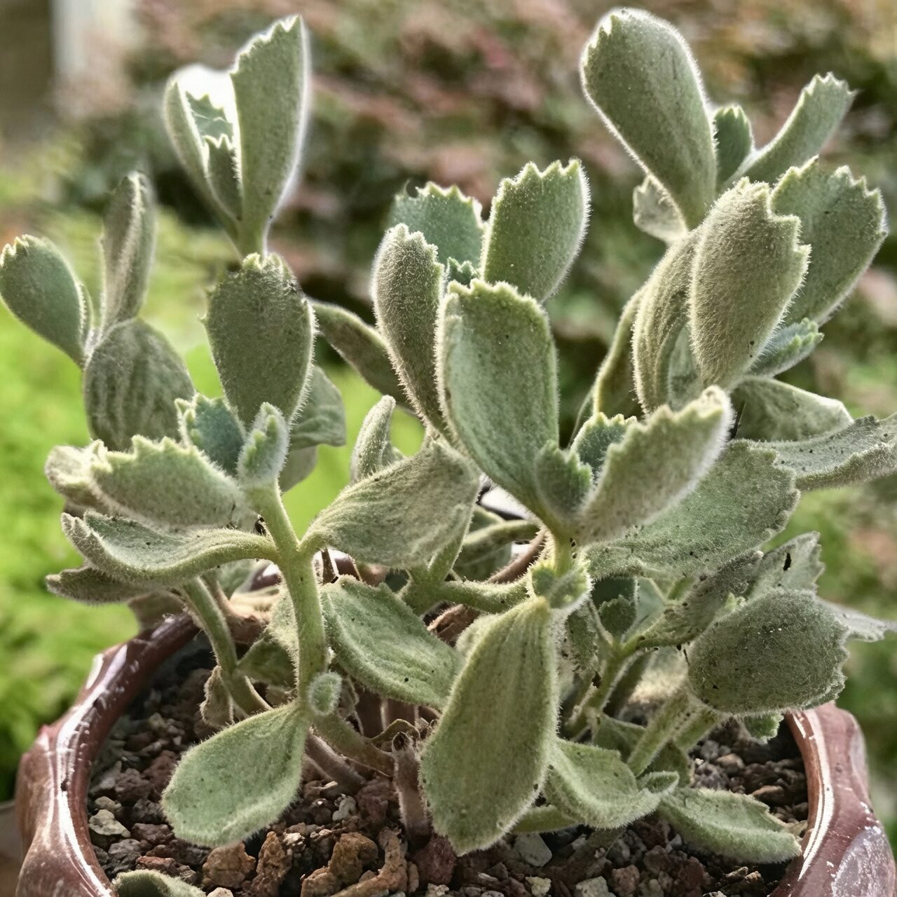 bear's paw succulent root rot cleanup