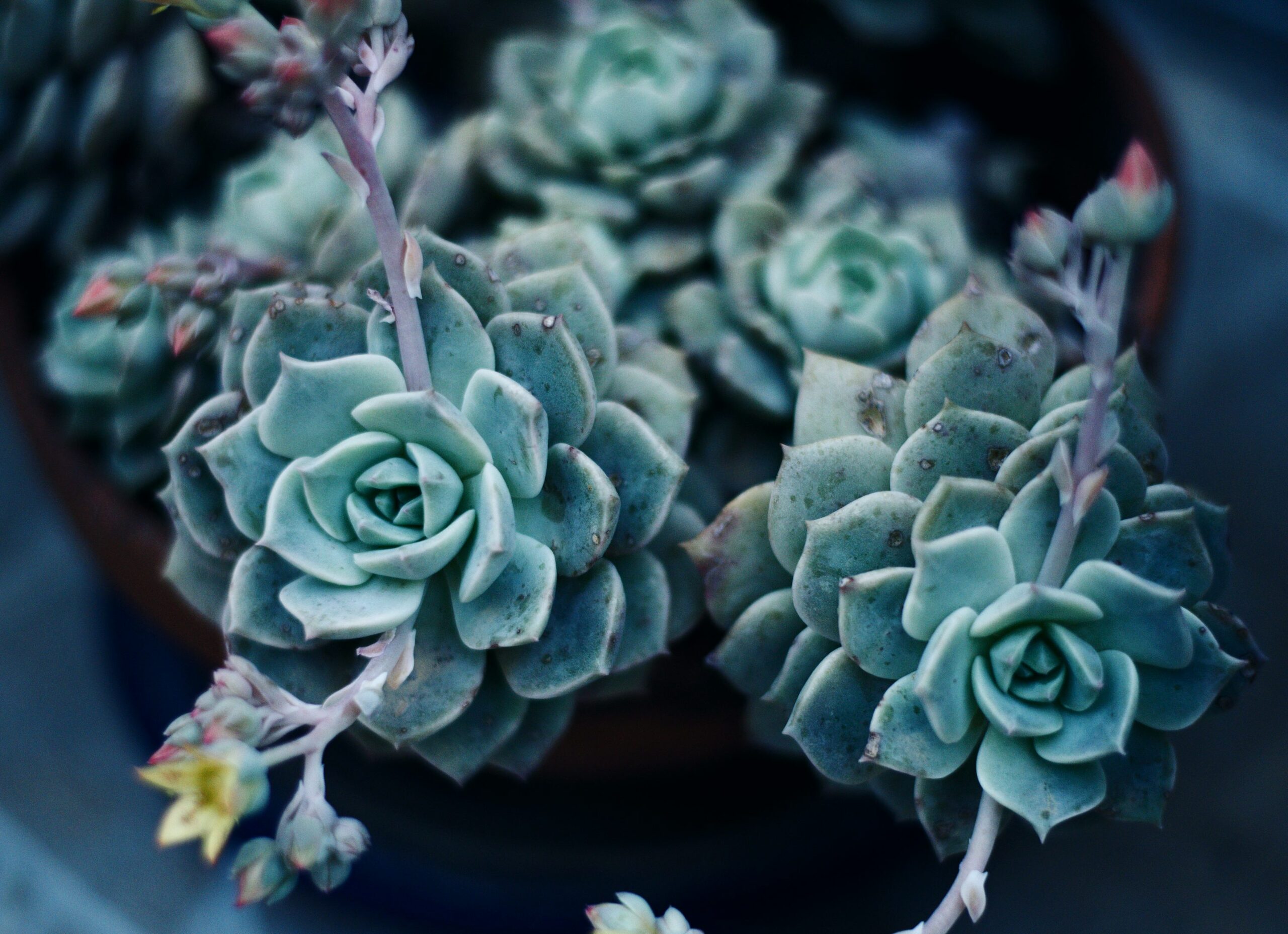 bear's paw succulent compact branching pot