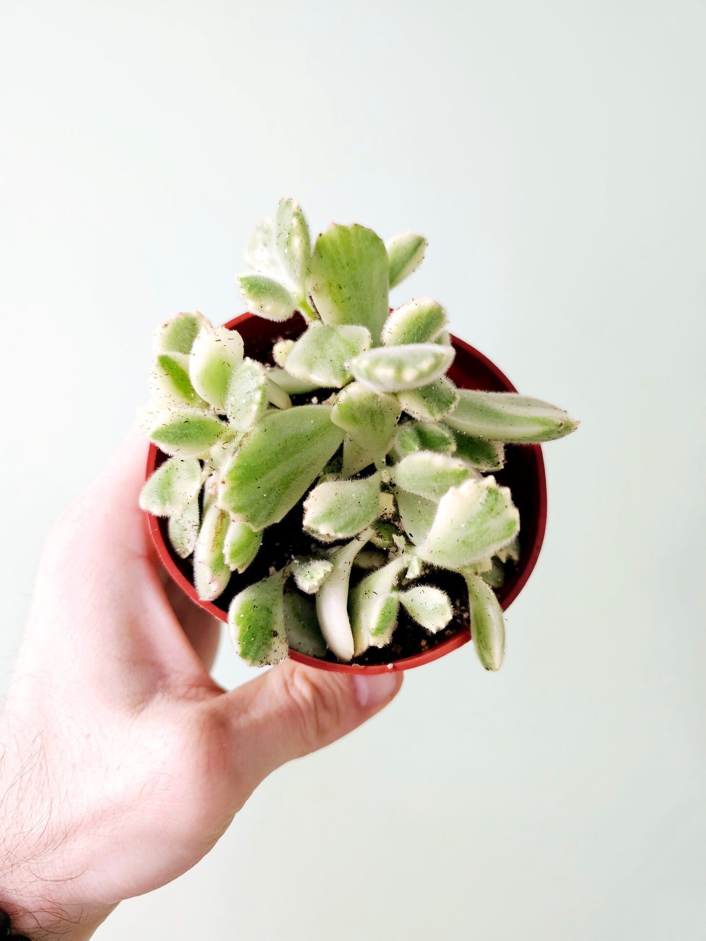 variegated bear's paw succulent