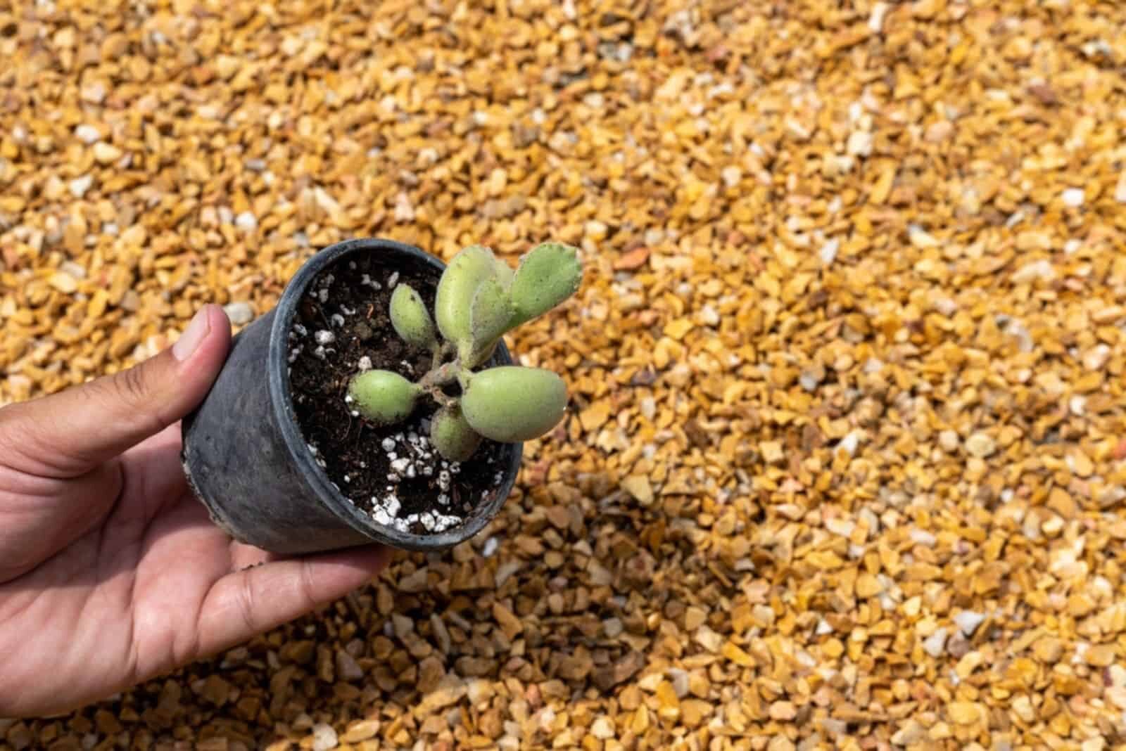 bear's paw succulent stem cutting