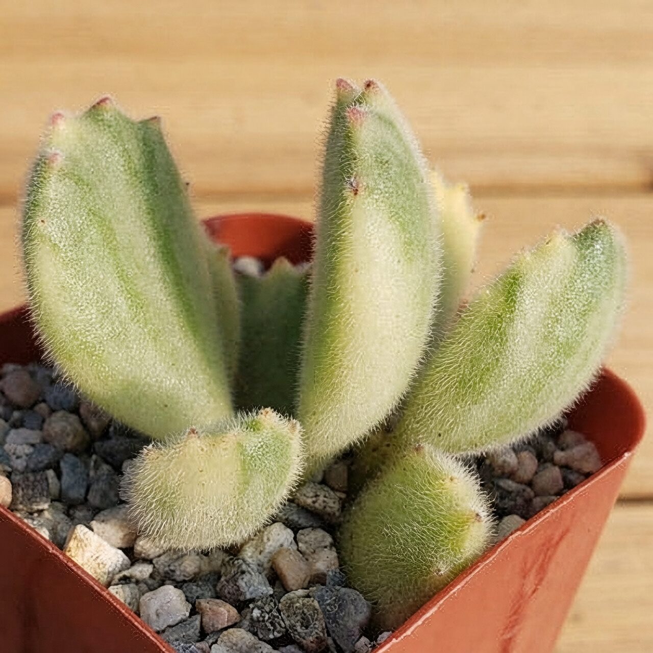 bear's paw succulent red tips close-up