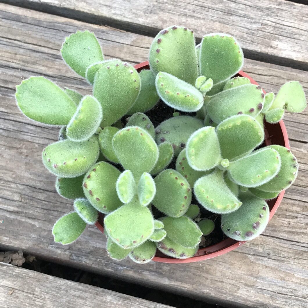 bear's paw succulent gift box ribbon