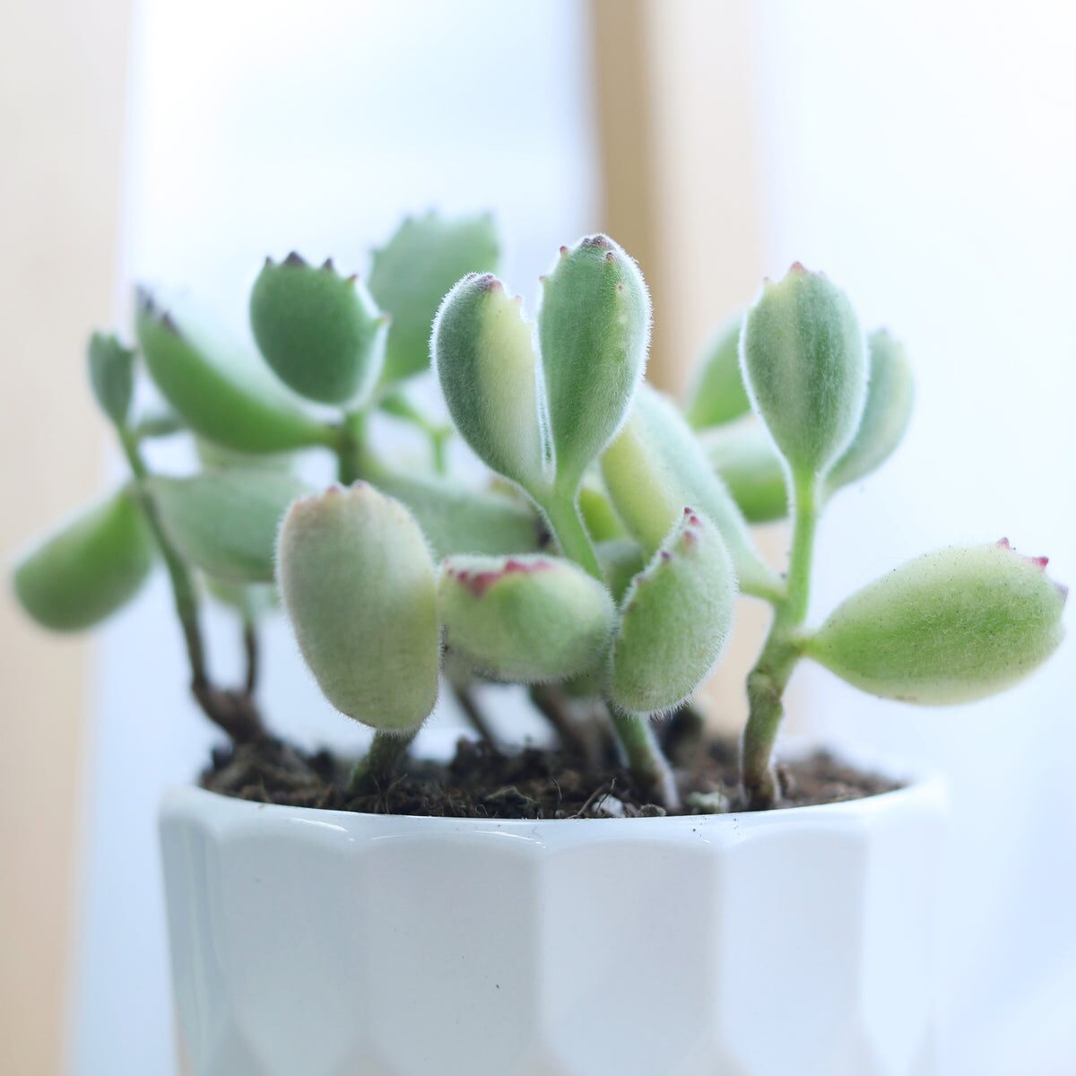 bear's paw succulent entryway shelf