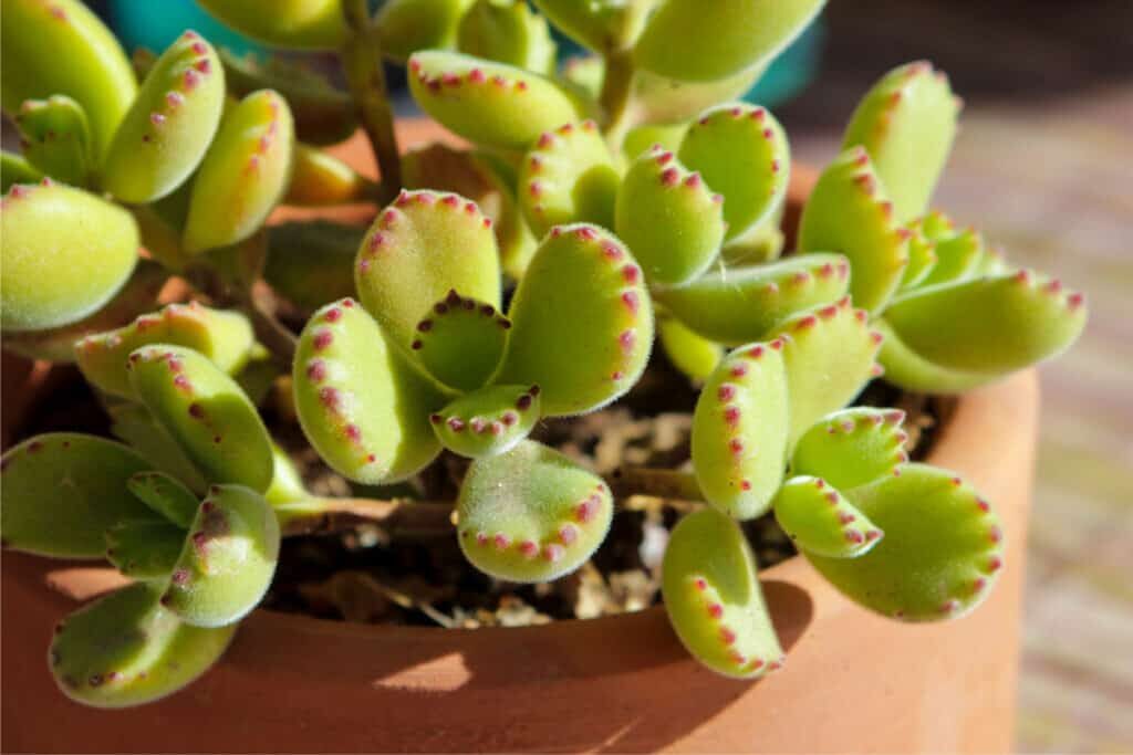 bear's paw succulent watering soil close-up