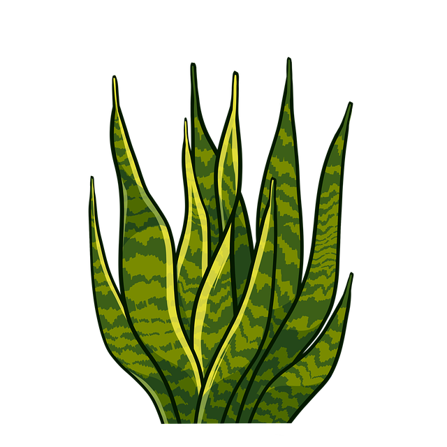 bear's paw succulent stem cutting