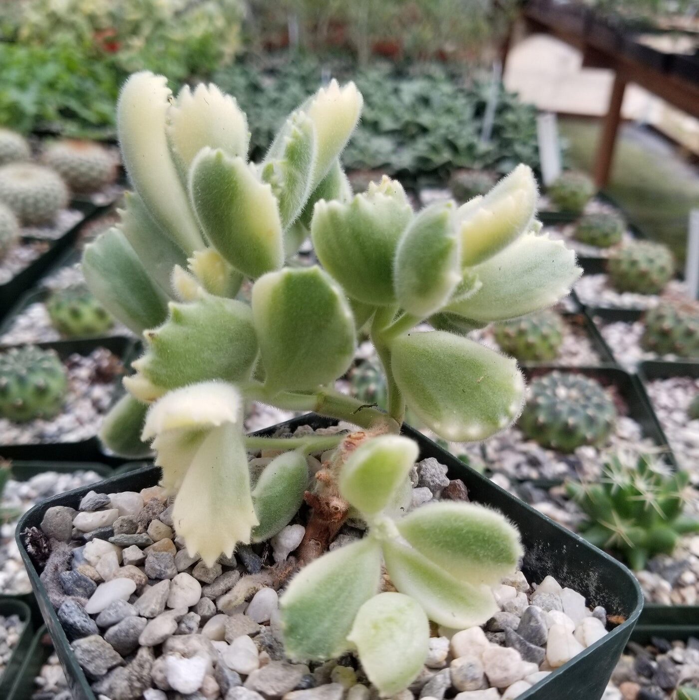 bear's paw succulent cuttings drying