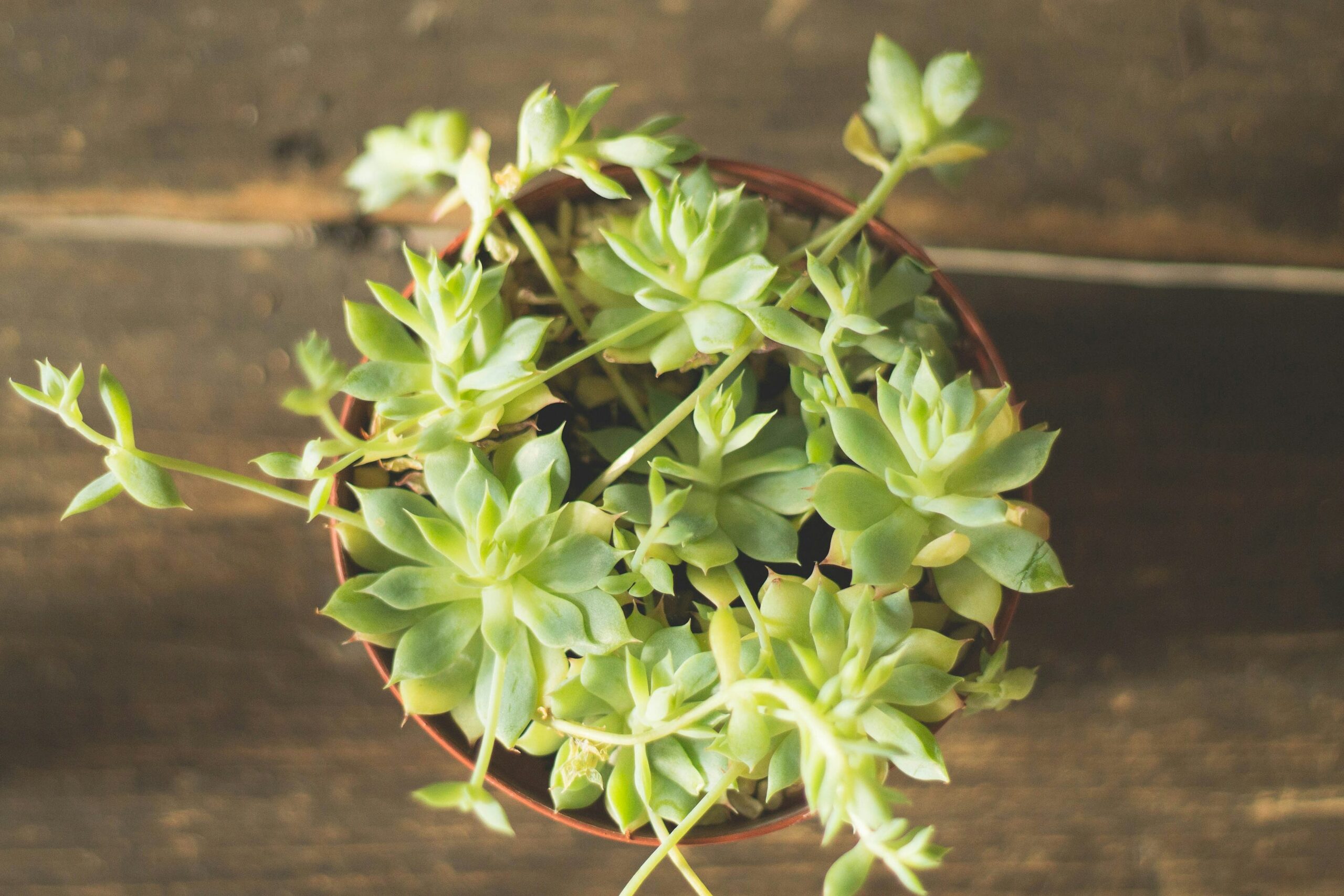 bear's paw succulent potting mix