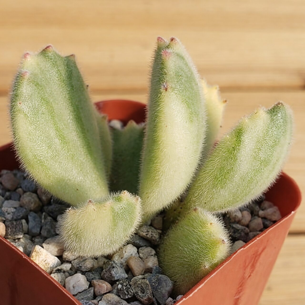 bear's paw succulent red tips close-up