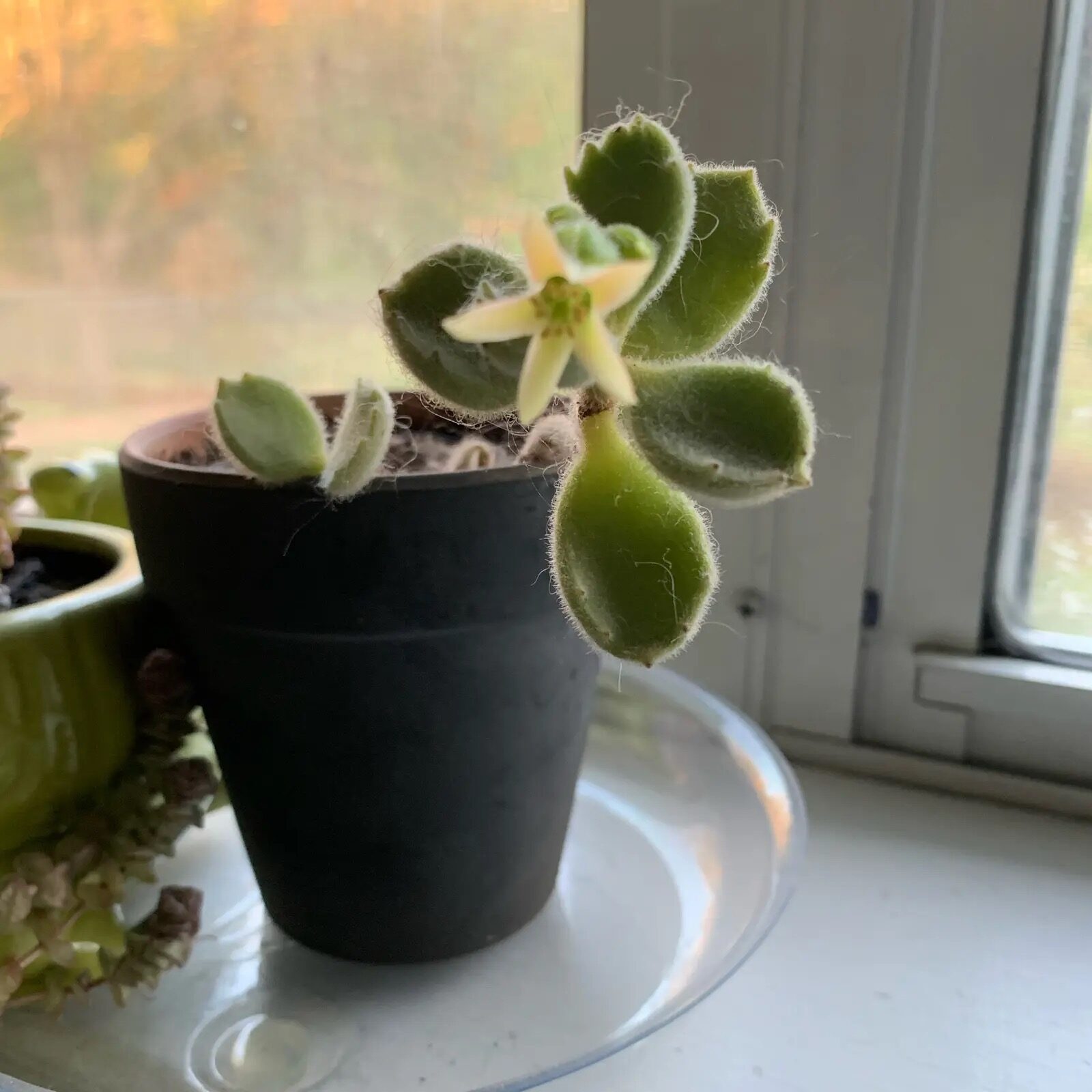 bear's paw succulent south window sunlight
