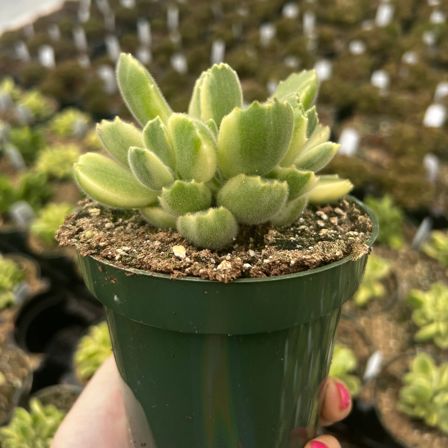 bear's paw succulent watering soil edge