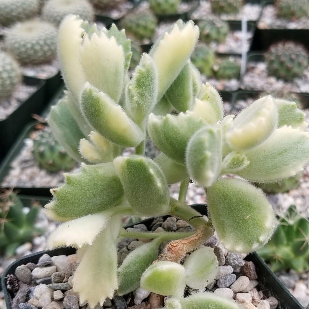 bear's paw succulent soil mix