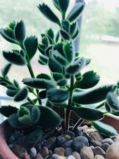 bear's paw succulent slow release fertilizer
