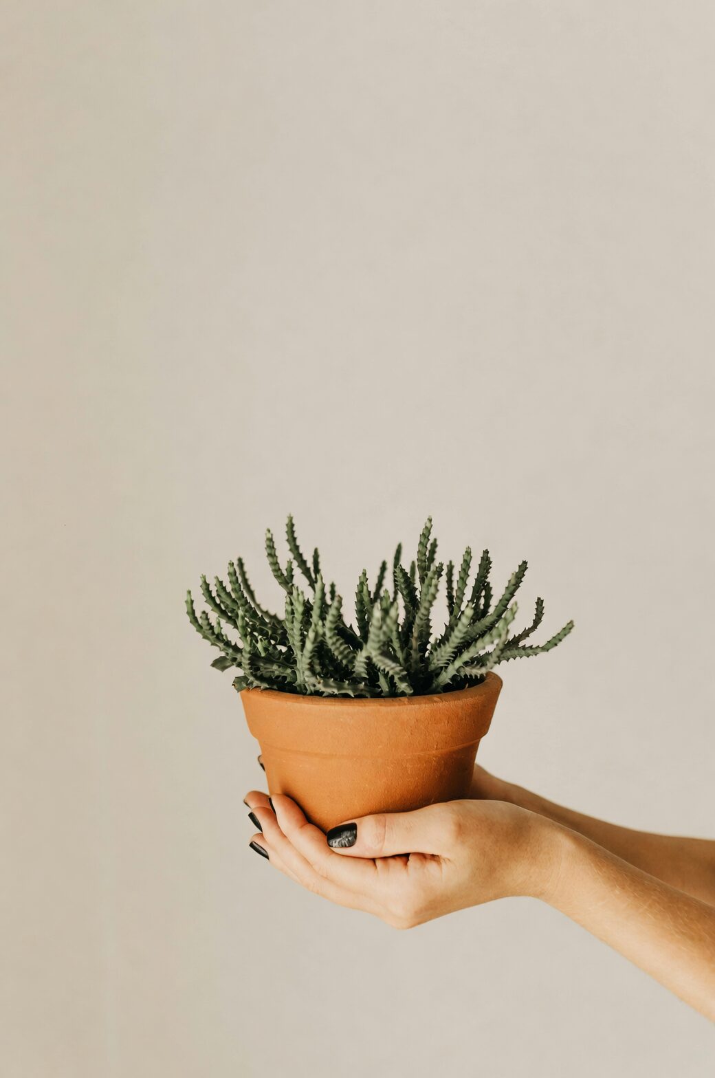 bear's paw succulent terracotta pot
