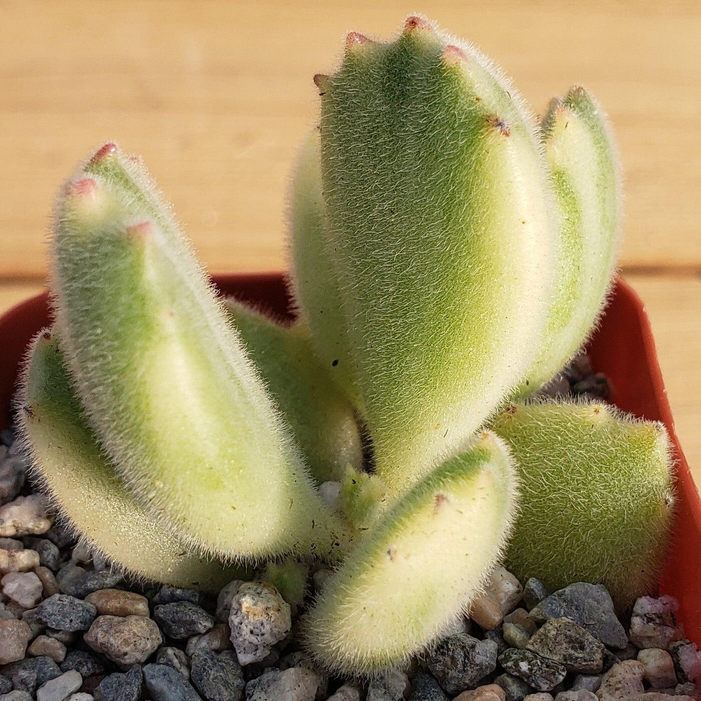 bear's paw succulent root inspection