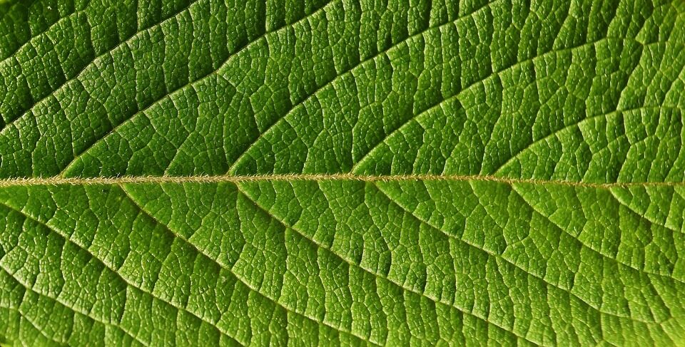bear paw succulent leaf hairs macro