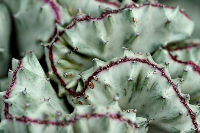 bear paw succulent mealybugs close-up