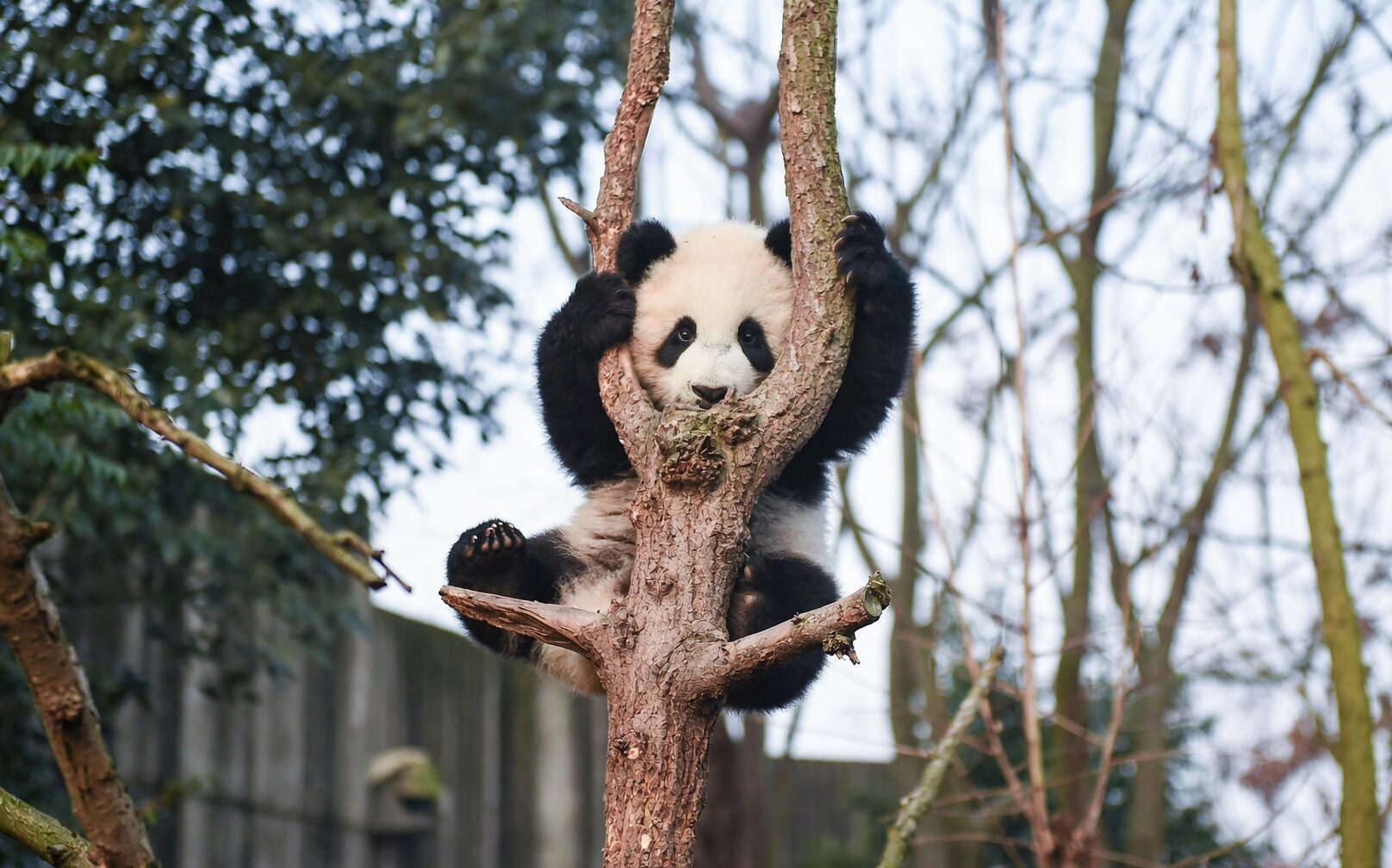 panda plant vs bear paw